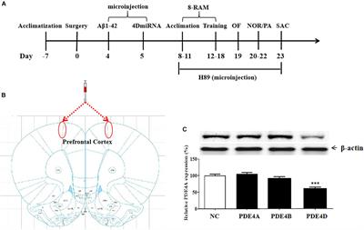 Phosphodiesterase-4D Knockdown in the Prefrontal Cortex Alleviates Memory Deficits and Synaptic Failure in Mouse Model of Alzheimer’s Disease